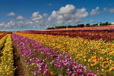 Spring Flowers